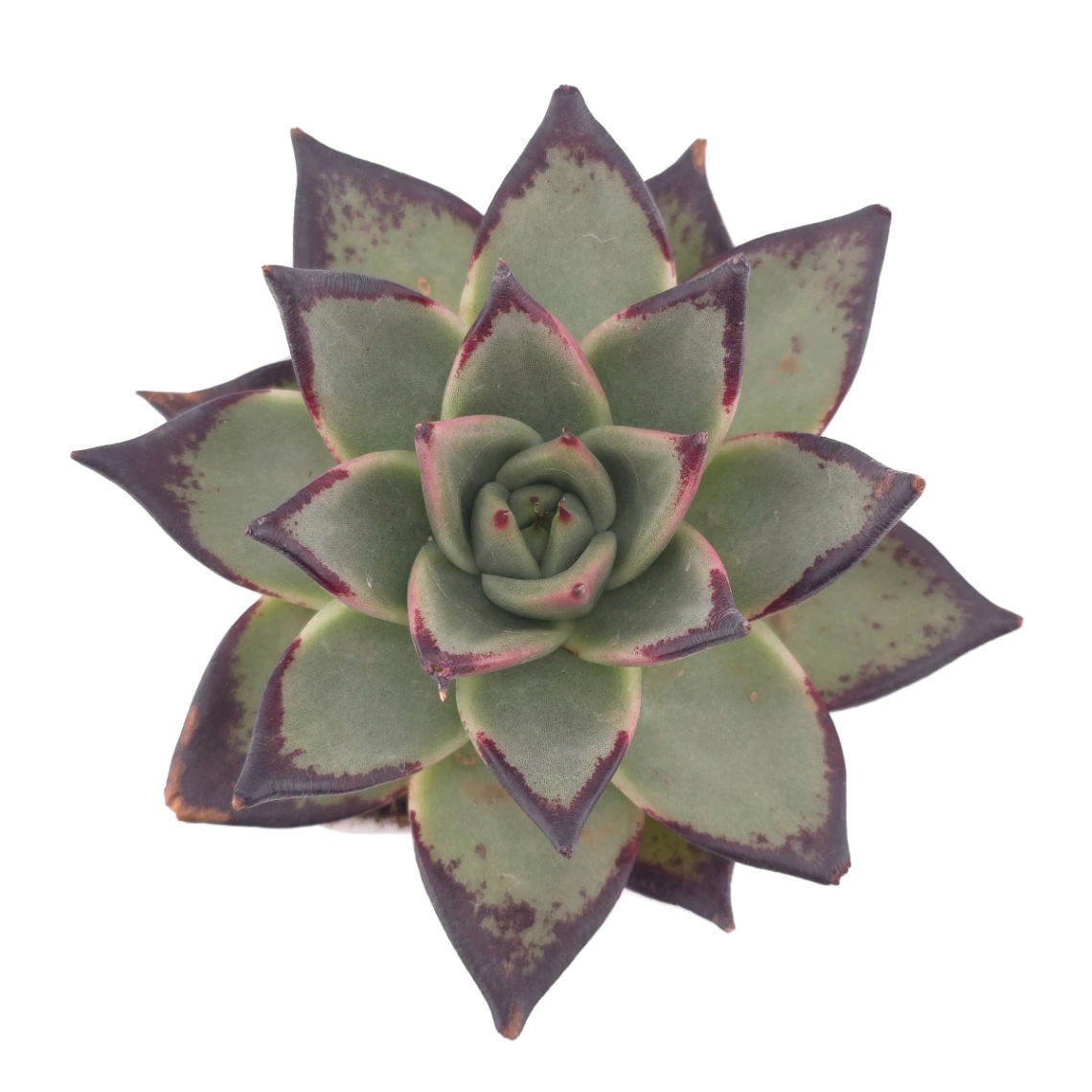 Echeveria 'The Devil' | 紅魔鬼 - View 1