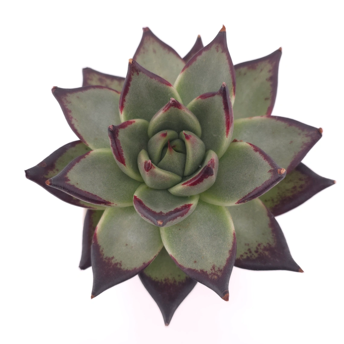 Echeveria 'The Devil' | 紅魔鬼 - View 1