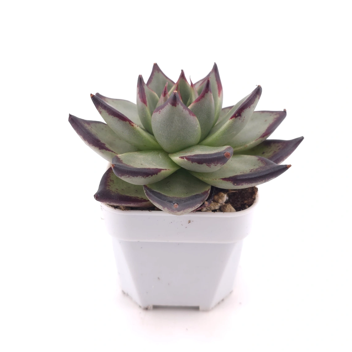 Echeveria 'The Devil' | 紅魔鬼 thumbnail 3