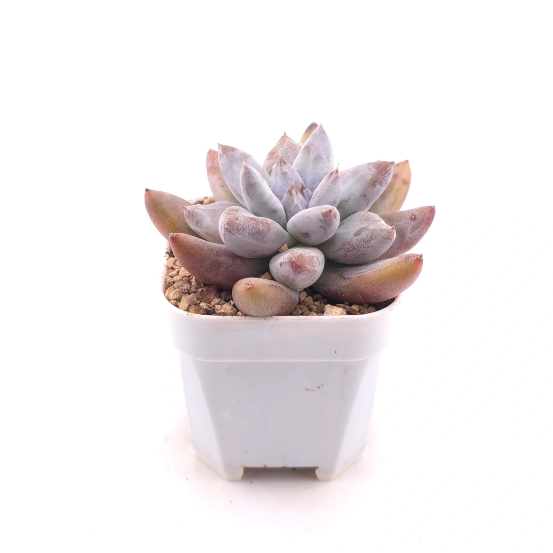 Echeveria 'Tolimanensis' | 杜里萬蓮 thumbnail 3