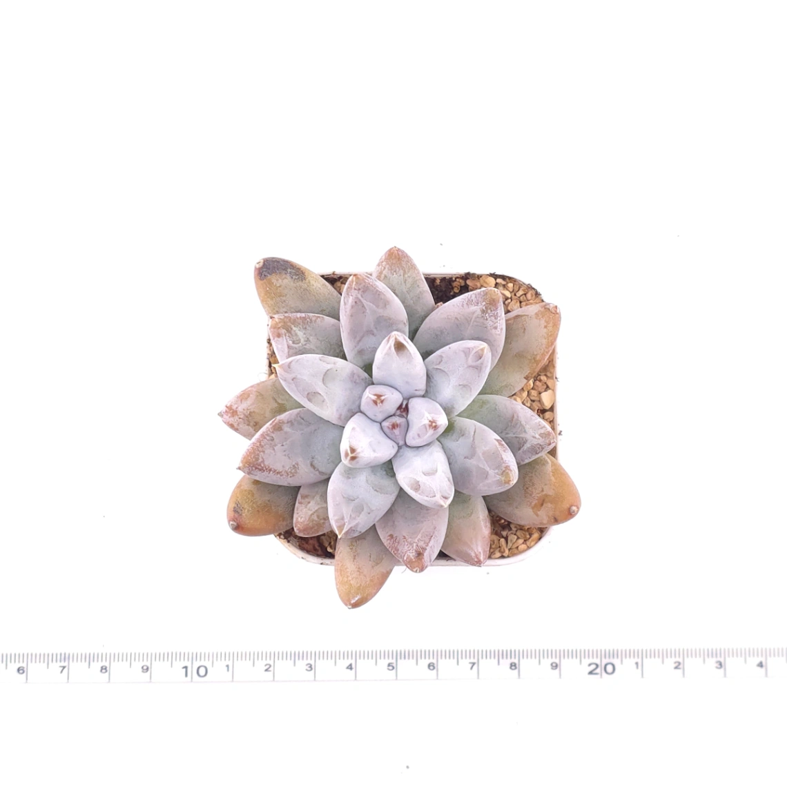 Echeveria 'Tolimanensis' | 杜里萬蓮 thumbnail 4