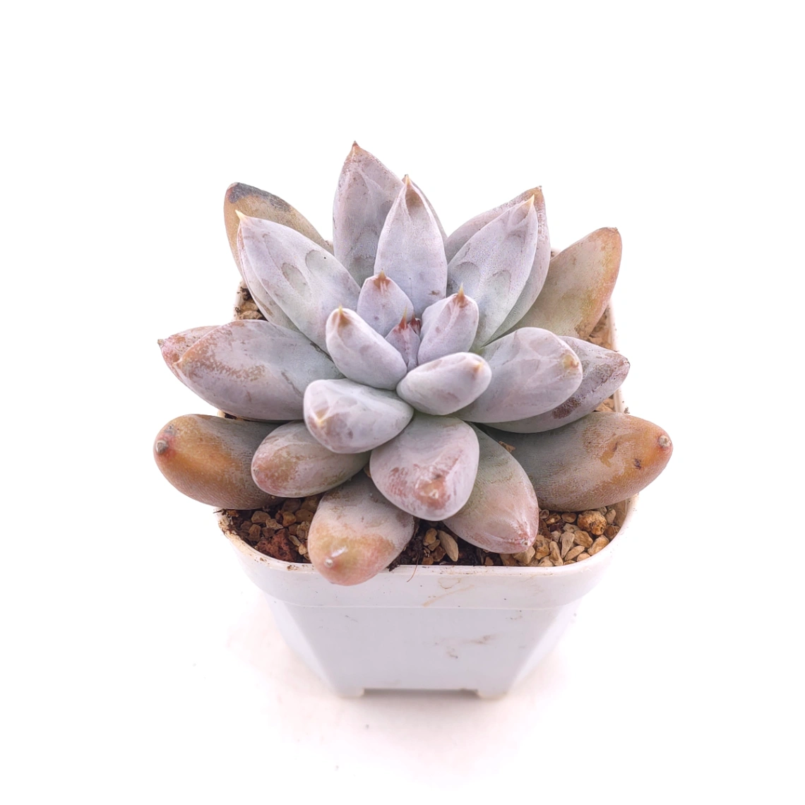 Echeveria 'Tolimanensis' | 杜里萬蓮 thumbnail 2