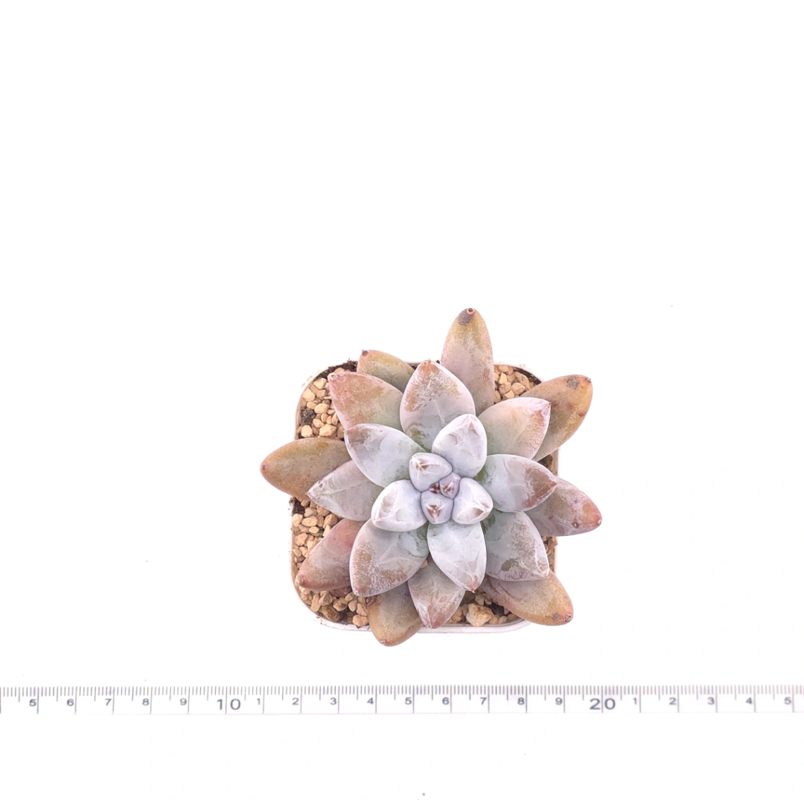 Echeveria 'Tolimanensis' | 杜里萬蓮 thumbnail 4