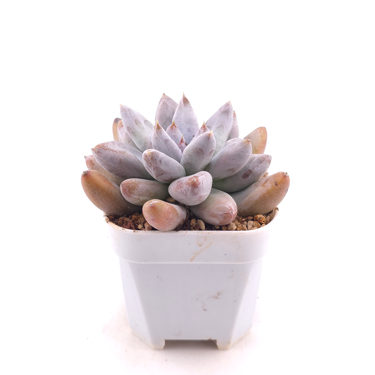 Echeveria 'Tolimanensis' | 杜里萬蓮 thumbnail 3