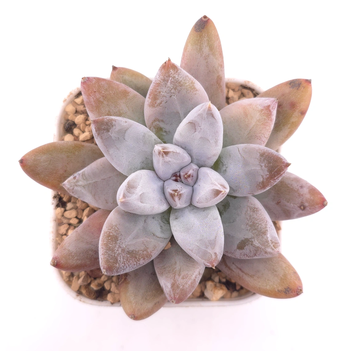 Echeveria 'Tolimanensis' | 杜里萬蓮 - View 1