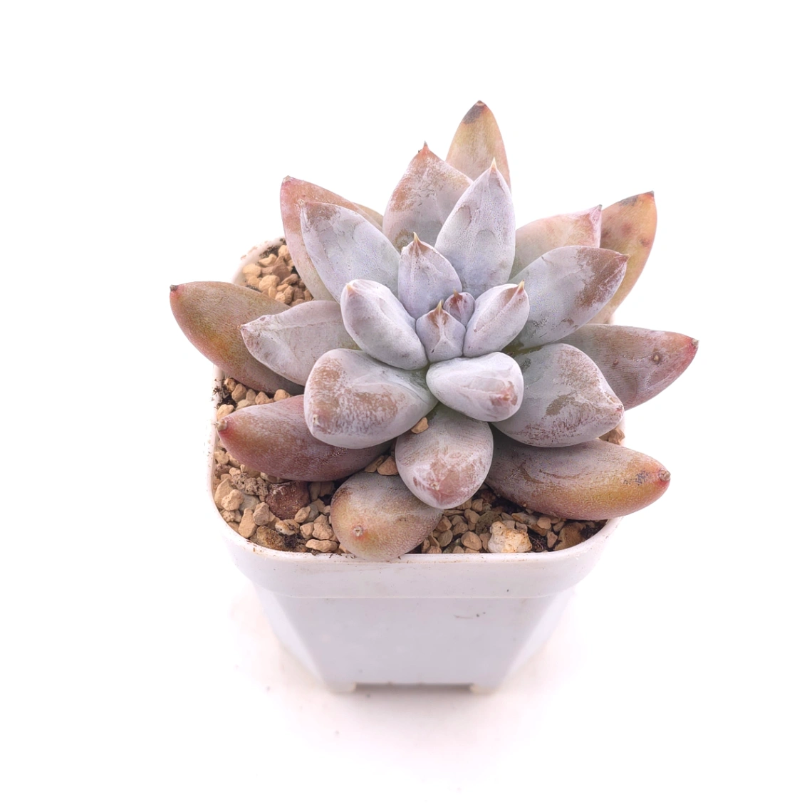 Echeveria 'Tolimanensis' | 杜里萬蓮 thumbnail 2
