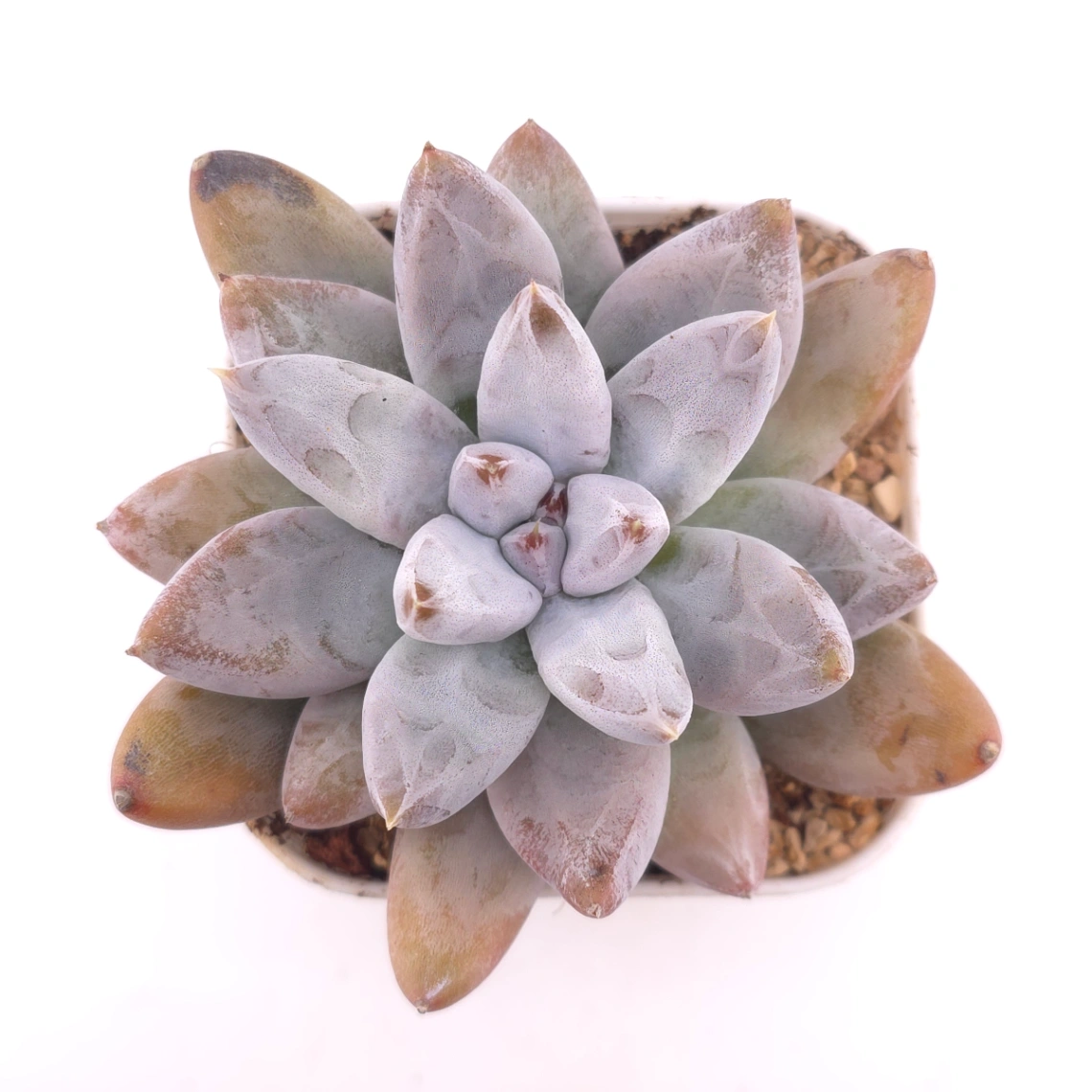 Echeveria 'Tolimanensis' | 杜里萬蓮 - View 1