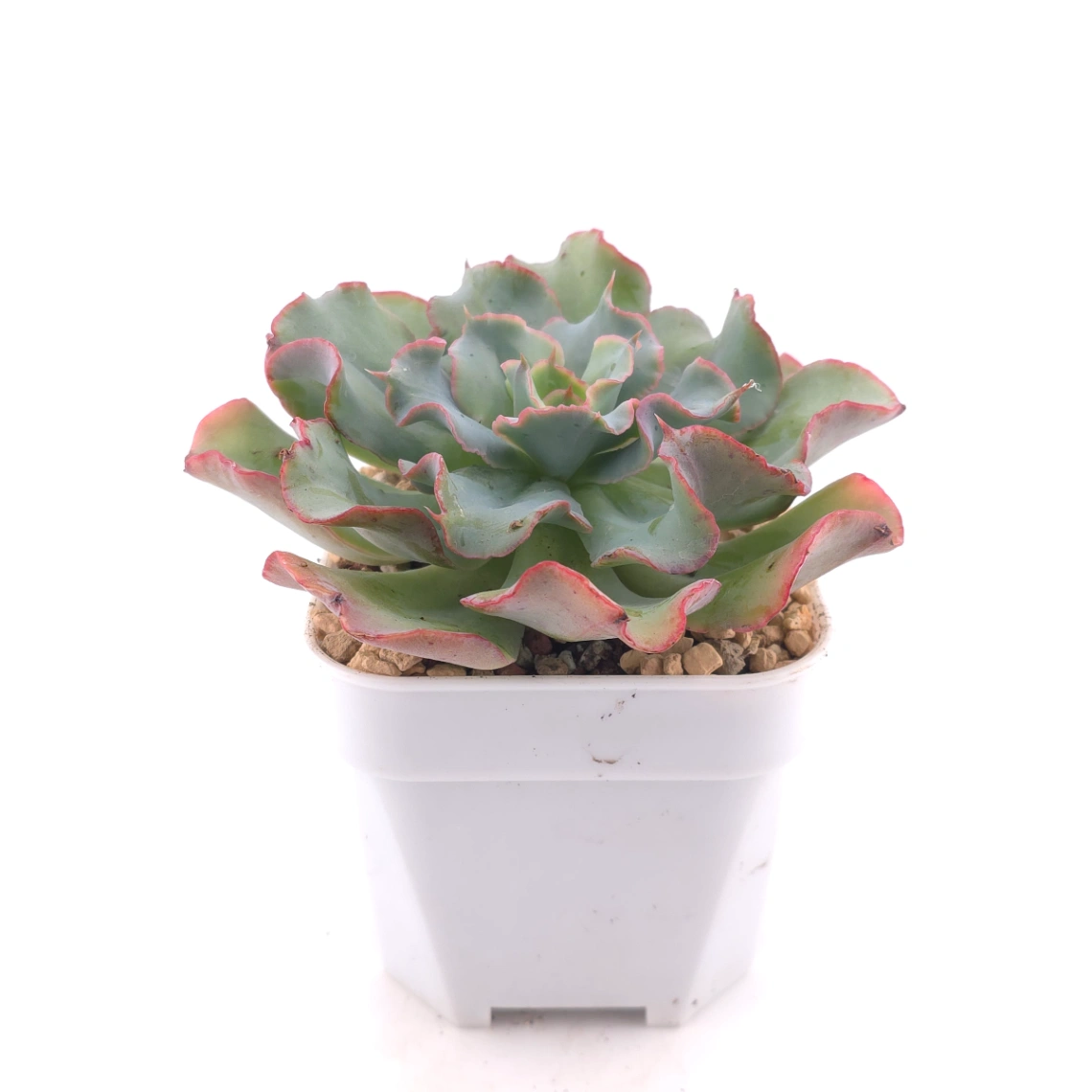 Echeveria 'Tsunami' spp. | 海嘯雜 thumbnail 3