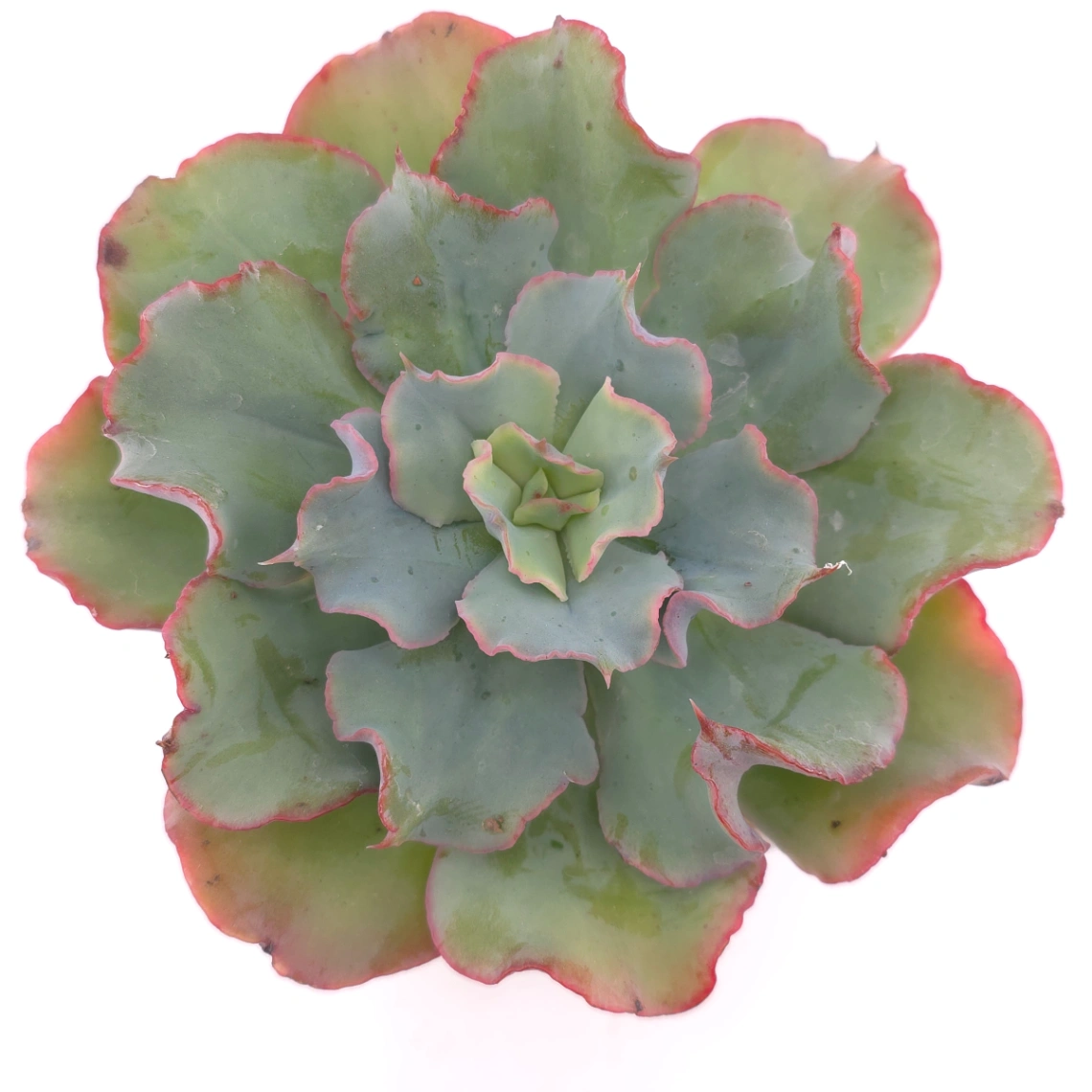 Echeveria 'Tsunami' spp. | 海嘯雜 - View 1