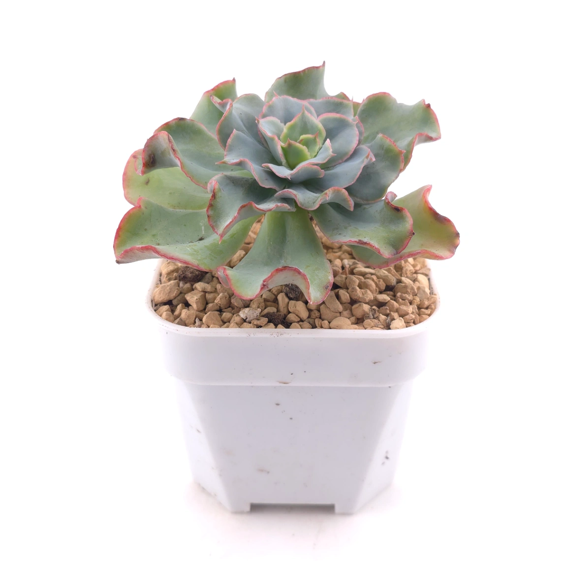 Echeveria 'Tsunami' spp. | 海嘯雜 thumbnail 3