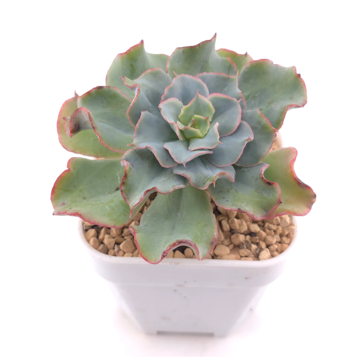 Echeveria 'Tsunami' spp. | 海嘯雜 thumbnail 2