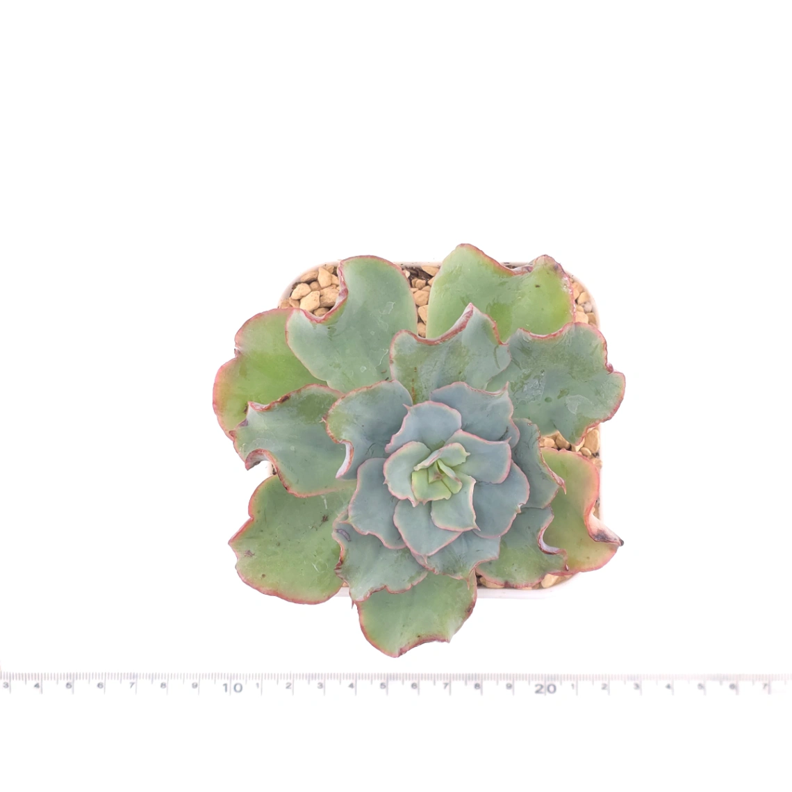 Echeveria 'Tsunami' spp. | 海嘯雜 thumbnail 4
