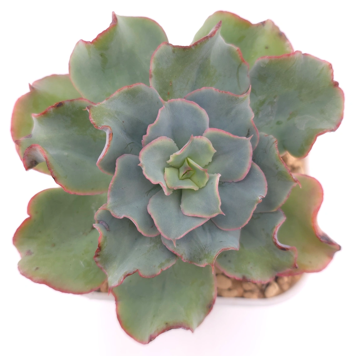 Echeveria 'Tsunami' spp. | 海嘯雜 - View 1