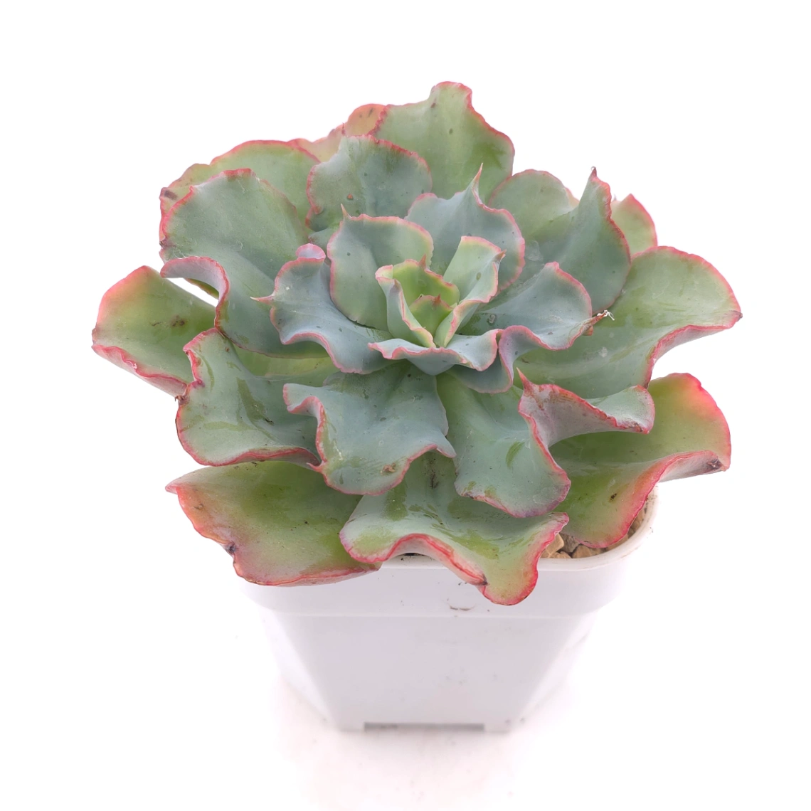 Echeveria 'Tsunami' spp. | 海嘯雜 thumbnail 2