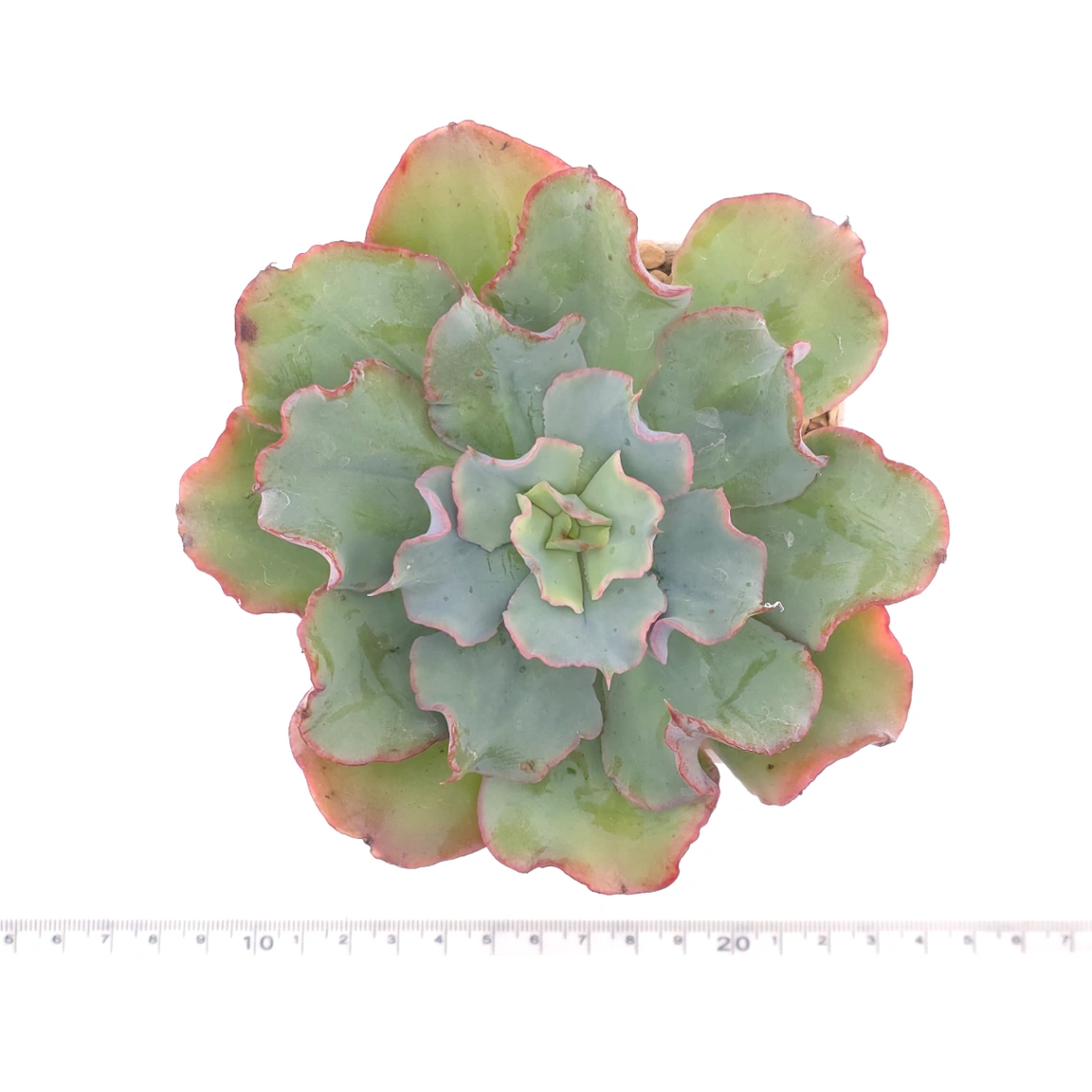 Echeveria 'Tsunami' spp. | 海嘯雜 thumbnail 4