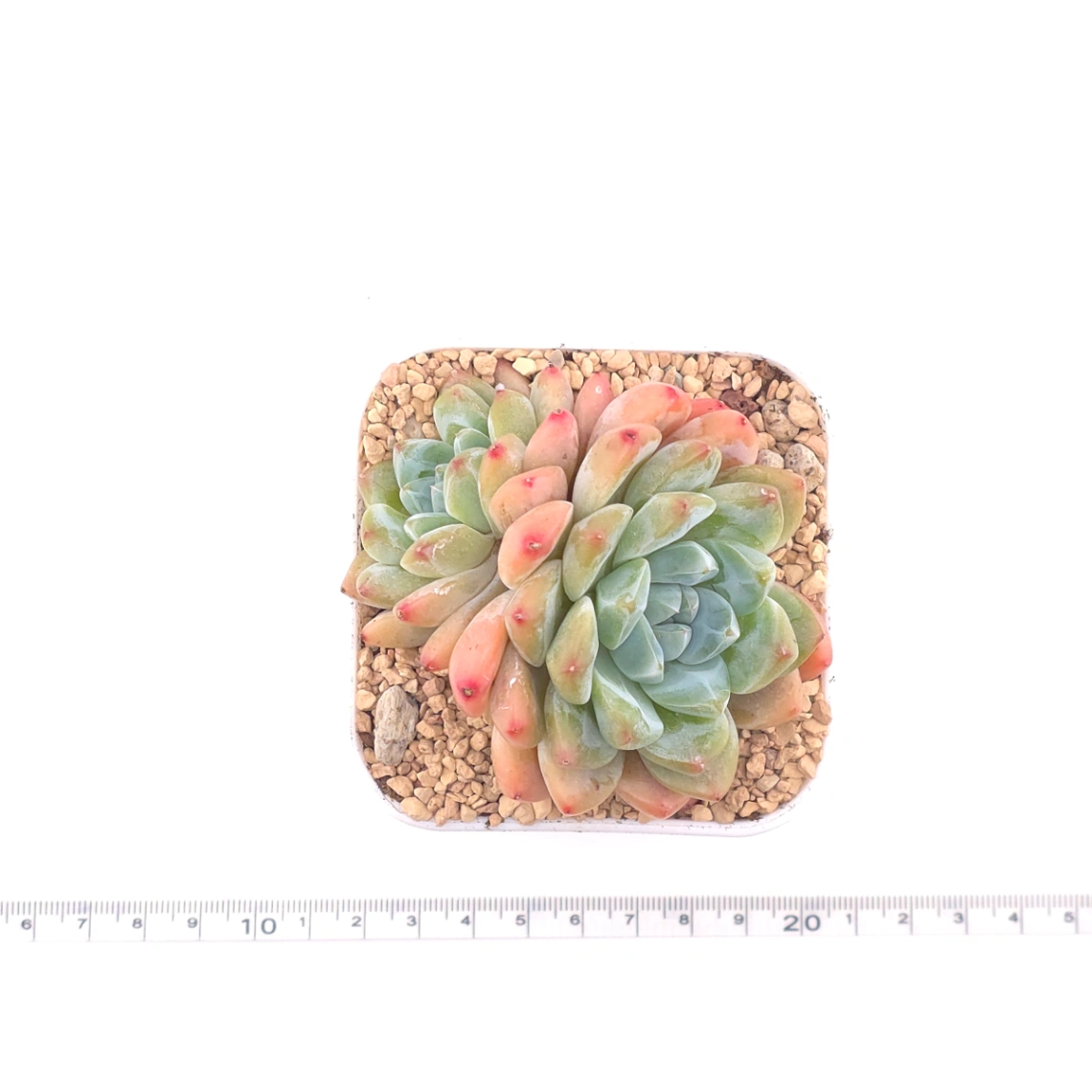 Echeveria 'White Diamond' | 白鑽石 thumbnail 4