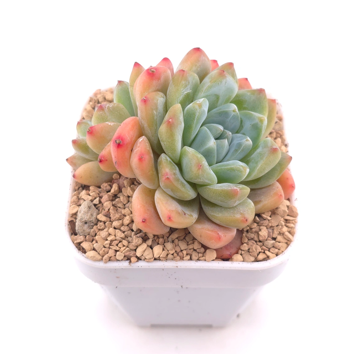 Echeveria 'White Diamond' | 白鑽石 thumbnail 2