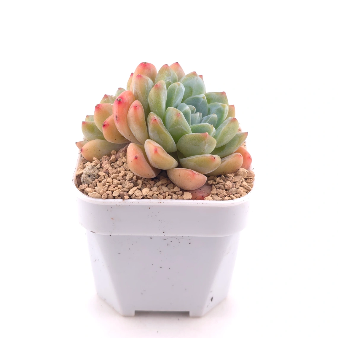 Echeveria 'White Diamond' | 白鑽石 thumbnail 3