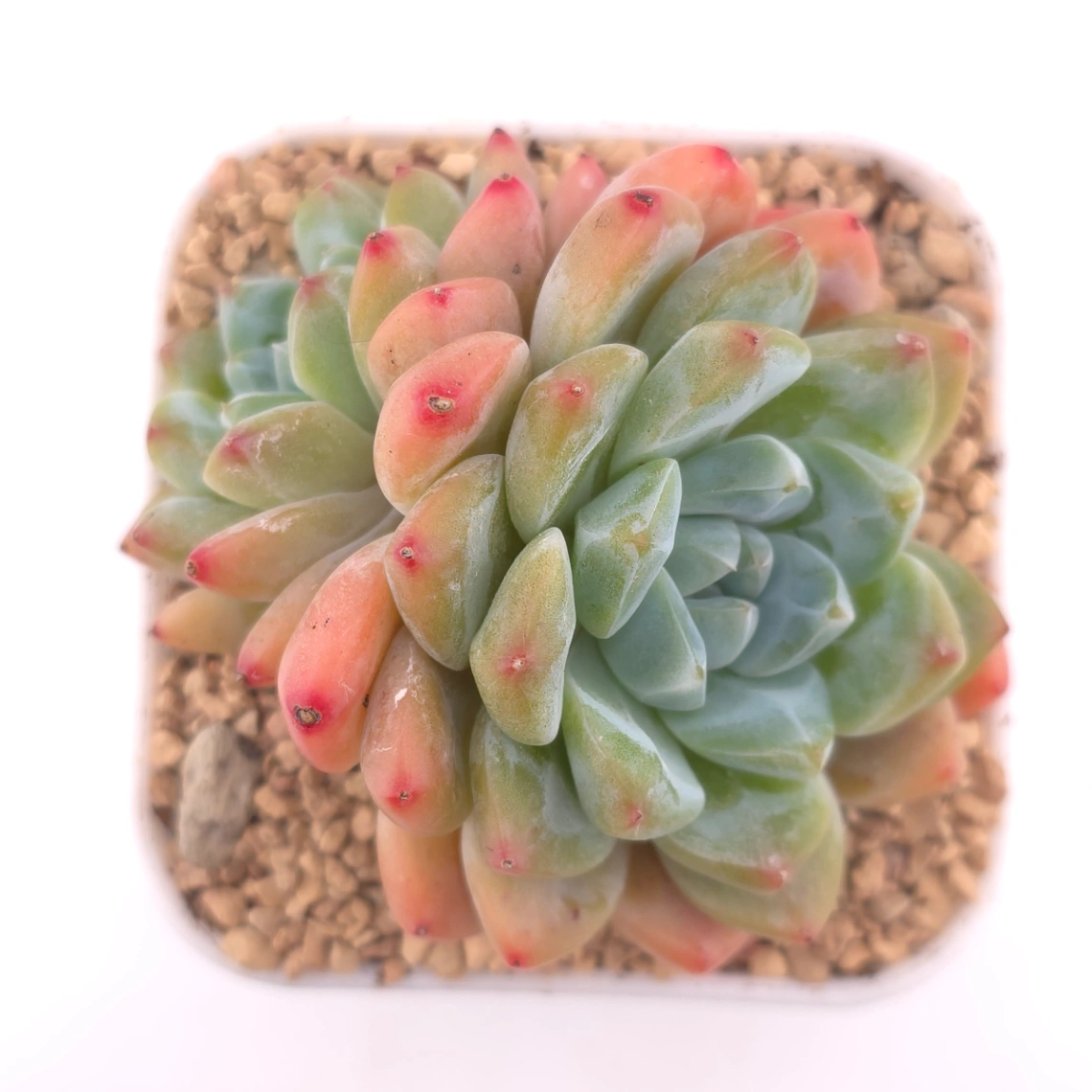 Echeveria 'White Diamond' | 白鑽石 - View 1