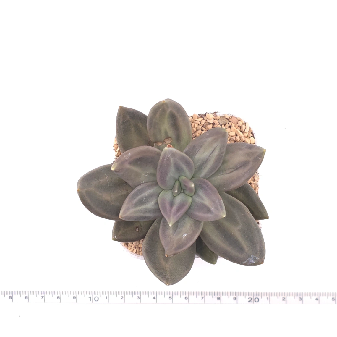 Echeveria ‘Xichuensis’ | 惜春 thumbnail 4