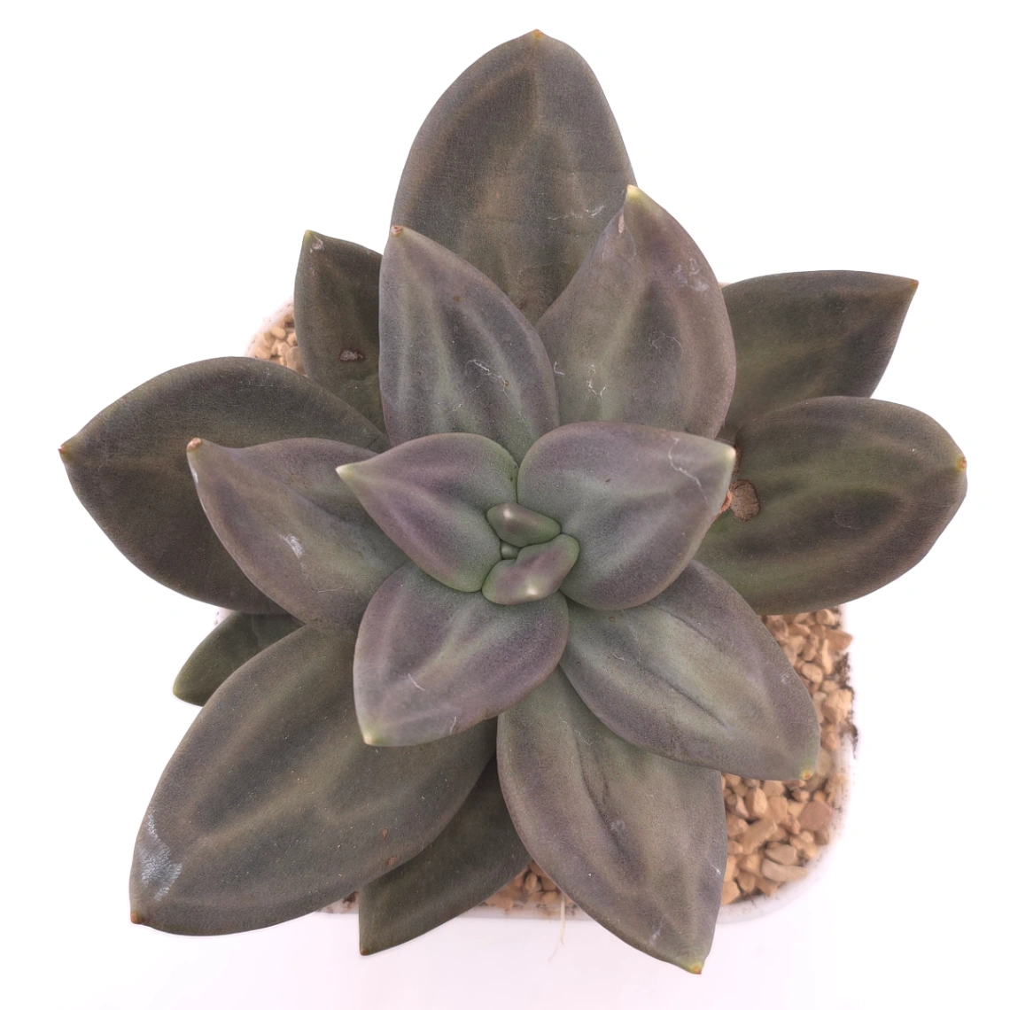 Echeveria ‘Xichuensis’ | 惜春 - View 1