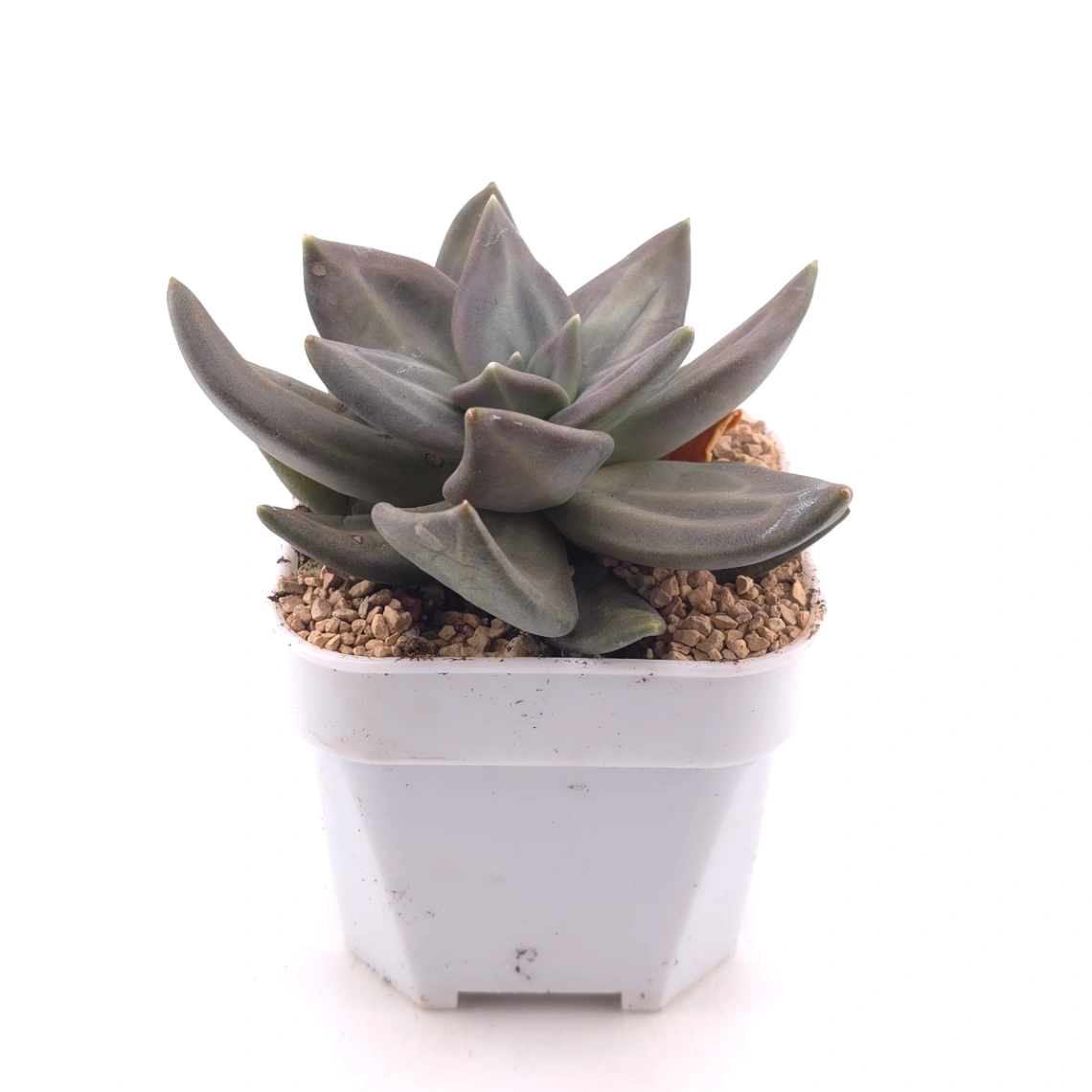 Echeveria ‘Xichuensis’ | 惜春 thumbnail 3