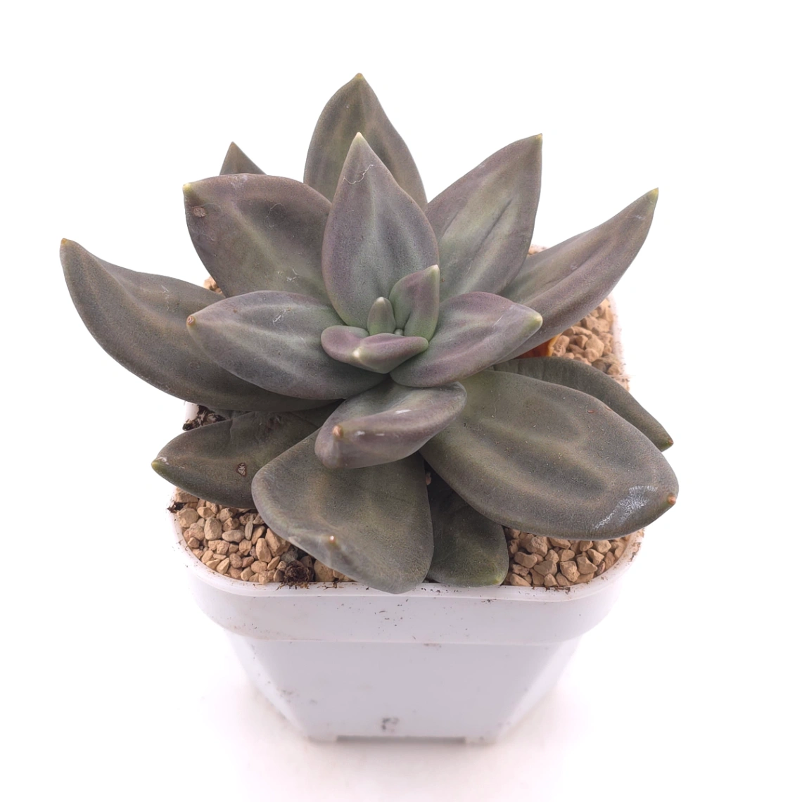 Echeveria ‘Xichuensis’ | 惜春 thumbnail 2