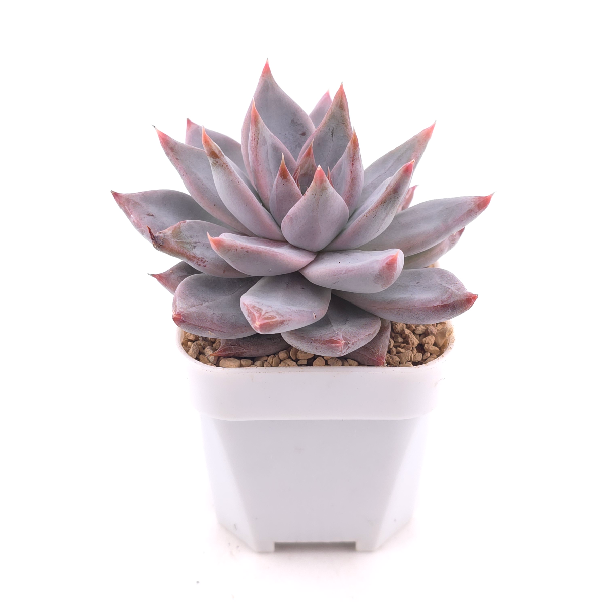 Echeveria ‘Zodiac Sign’ | 星辰之戀 thumbnail 3