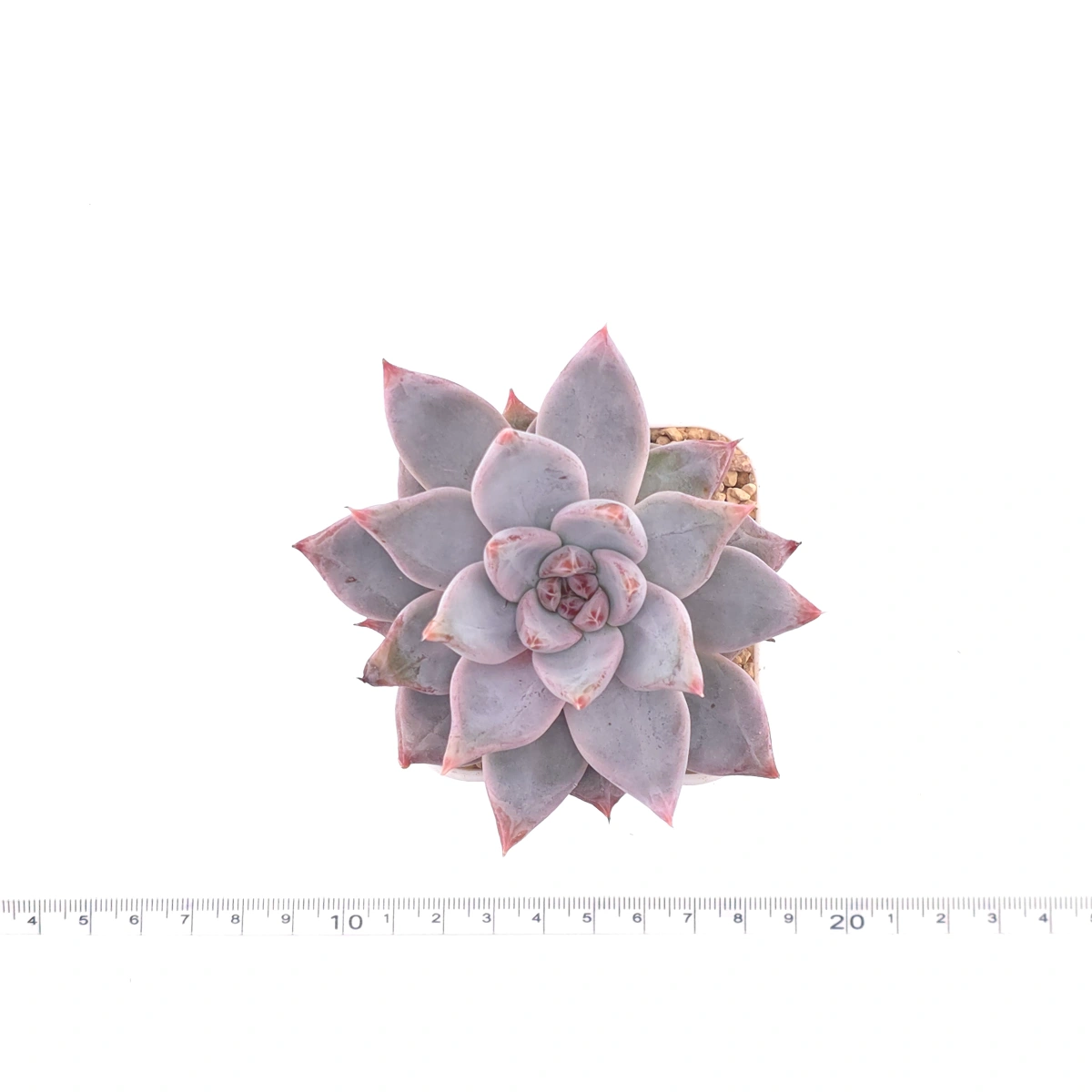 Echeveria ‘Zodiac Sign’ | 星辰之戀 thumbnail 4