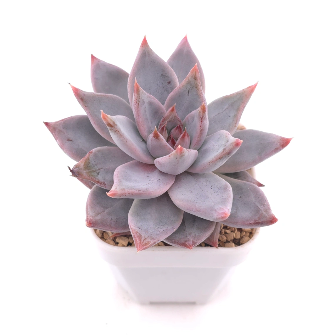 Echeveria ‘Zodiac Sign’ | 星辰之戀 thumbnail 2