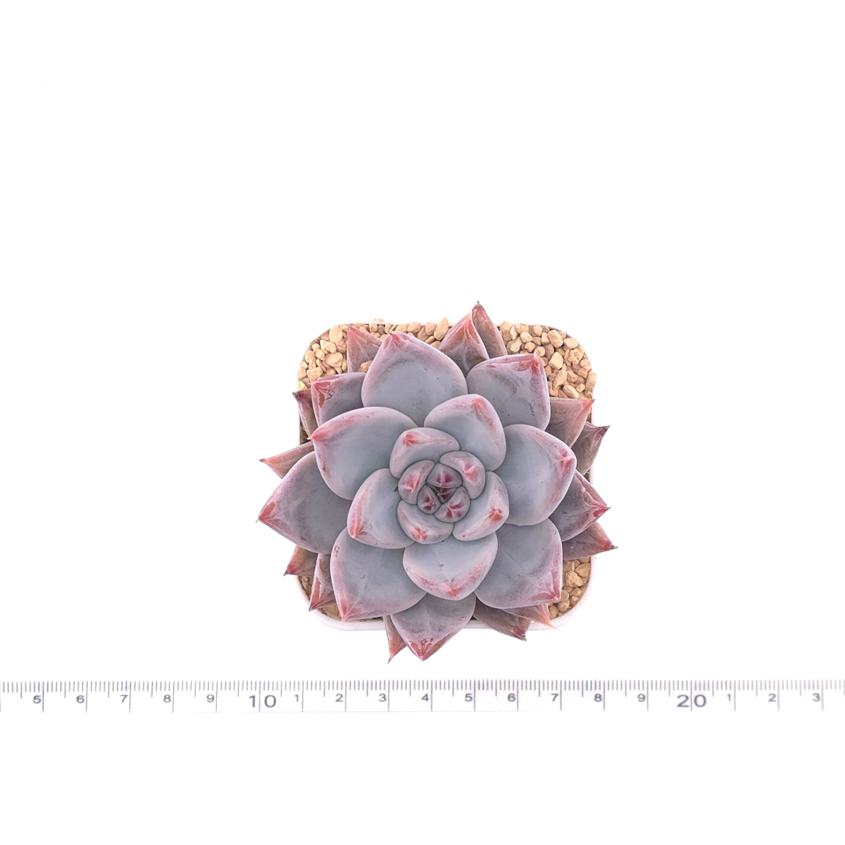 Echeveria ‘Zodiac Sign’ | 星辰之戀 thumbnail 4
