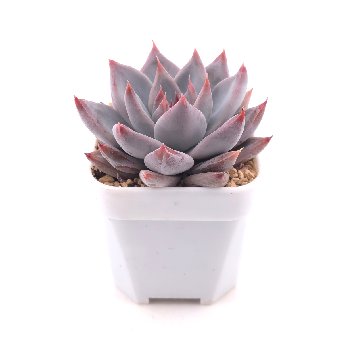 Echeveria ‘Zodiac Sign’ | 星辰之戀 thumbnail 3