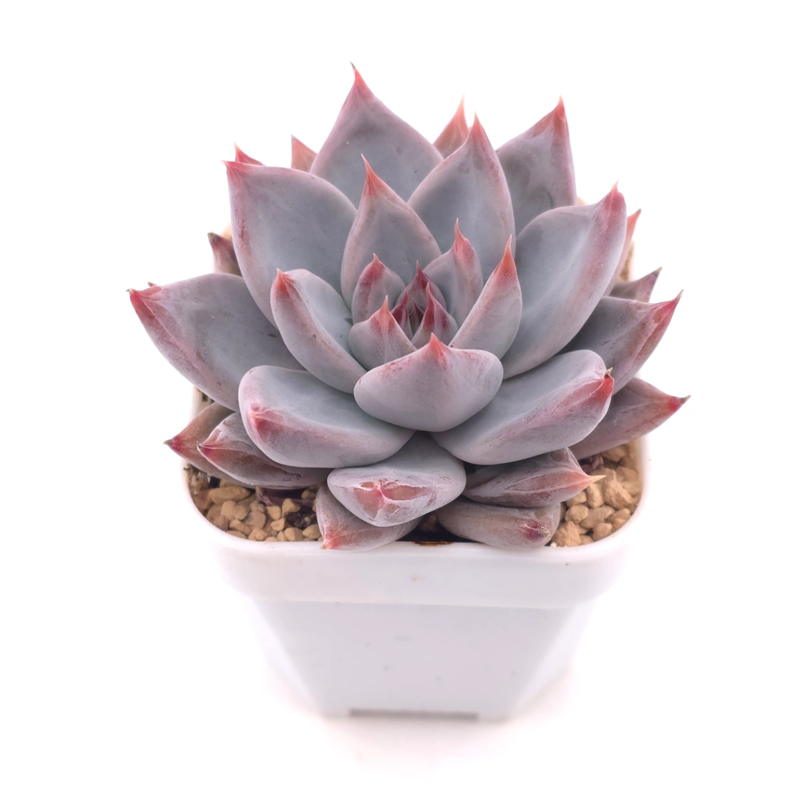 Echeveria ‘Zodiac Sign’ | 星辰之戀 thumbnail 2