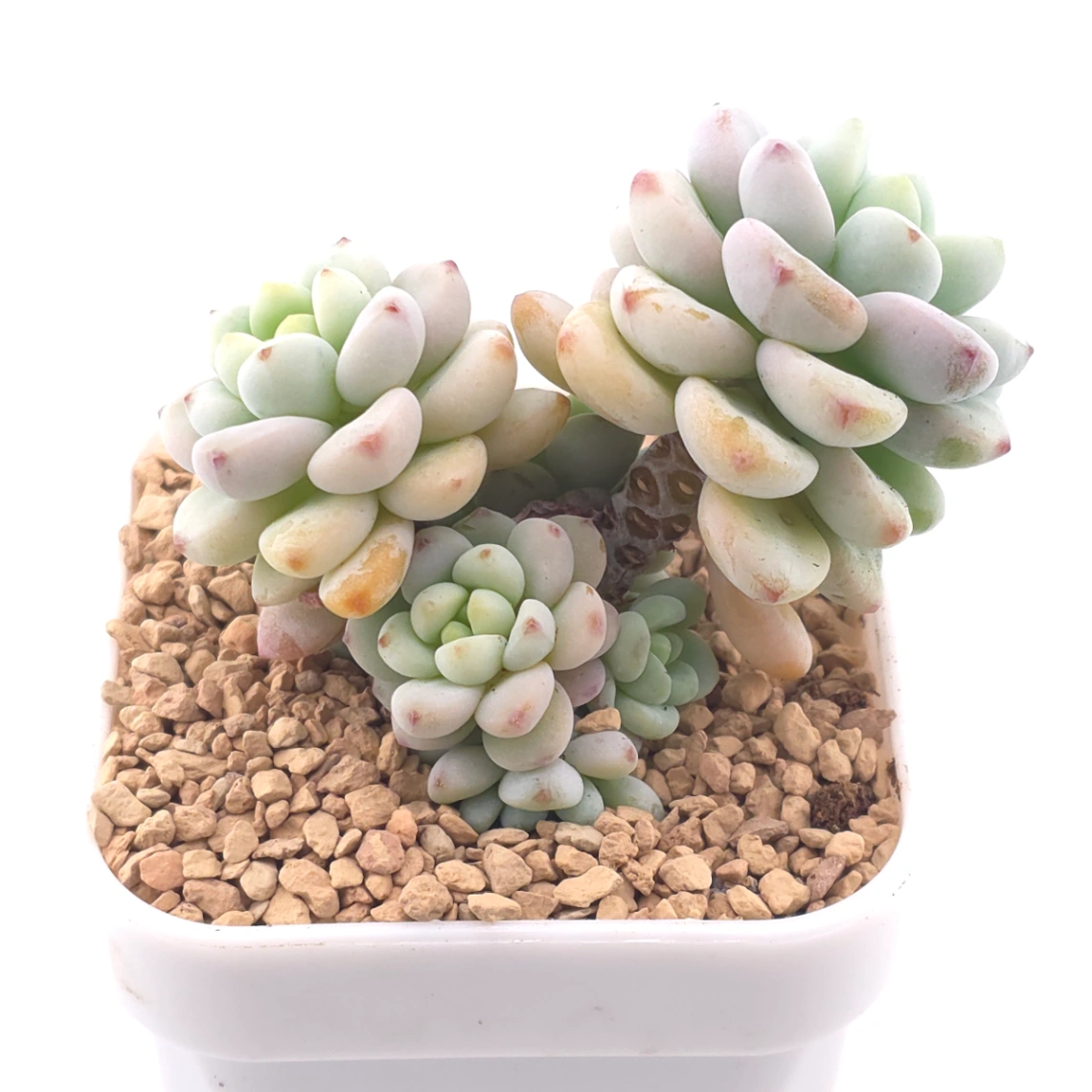 🎁 FREE with $100+ Order — Sedum clavatum clustering | 勞爾群 thumbnail 2