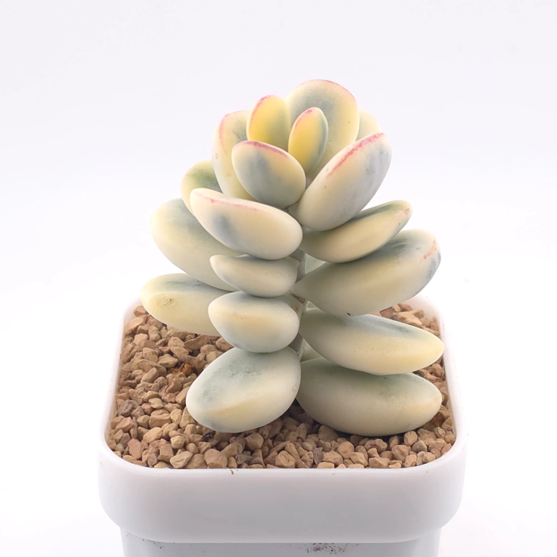 🎁 FREE with $250+ Order — Cotyledon orbiculata cv. variegated (rounded leaf ver.) | 乒乓福娘錦 thumbnail 2