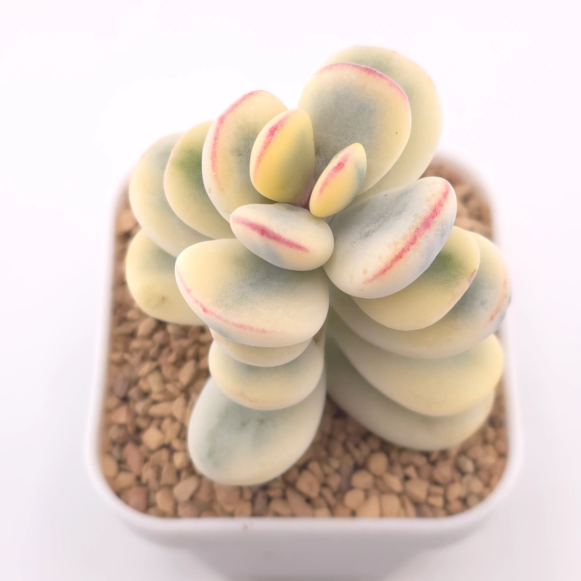 🎁 FREE with $250+ Order — Cotyledon orbiculata cv. variegated (rounded leaf ver.) | 乒乓福娘錦 - View 1