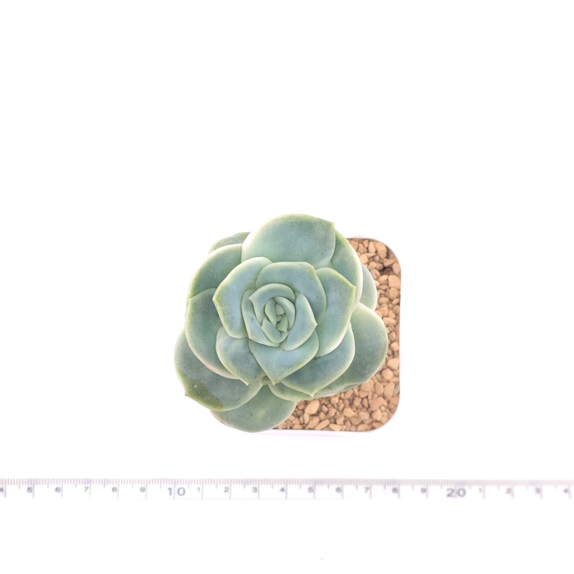 Graptoveria ‘Lovely Rose’ | 可愛玫瑰 thumbnail 4