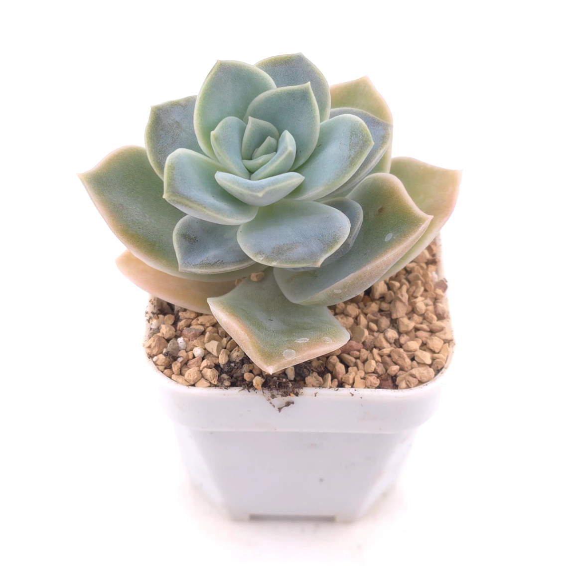 Graptoveria ‘Lovely Rose’ | 可愛玫瑰 thumbnail 2