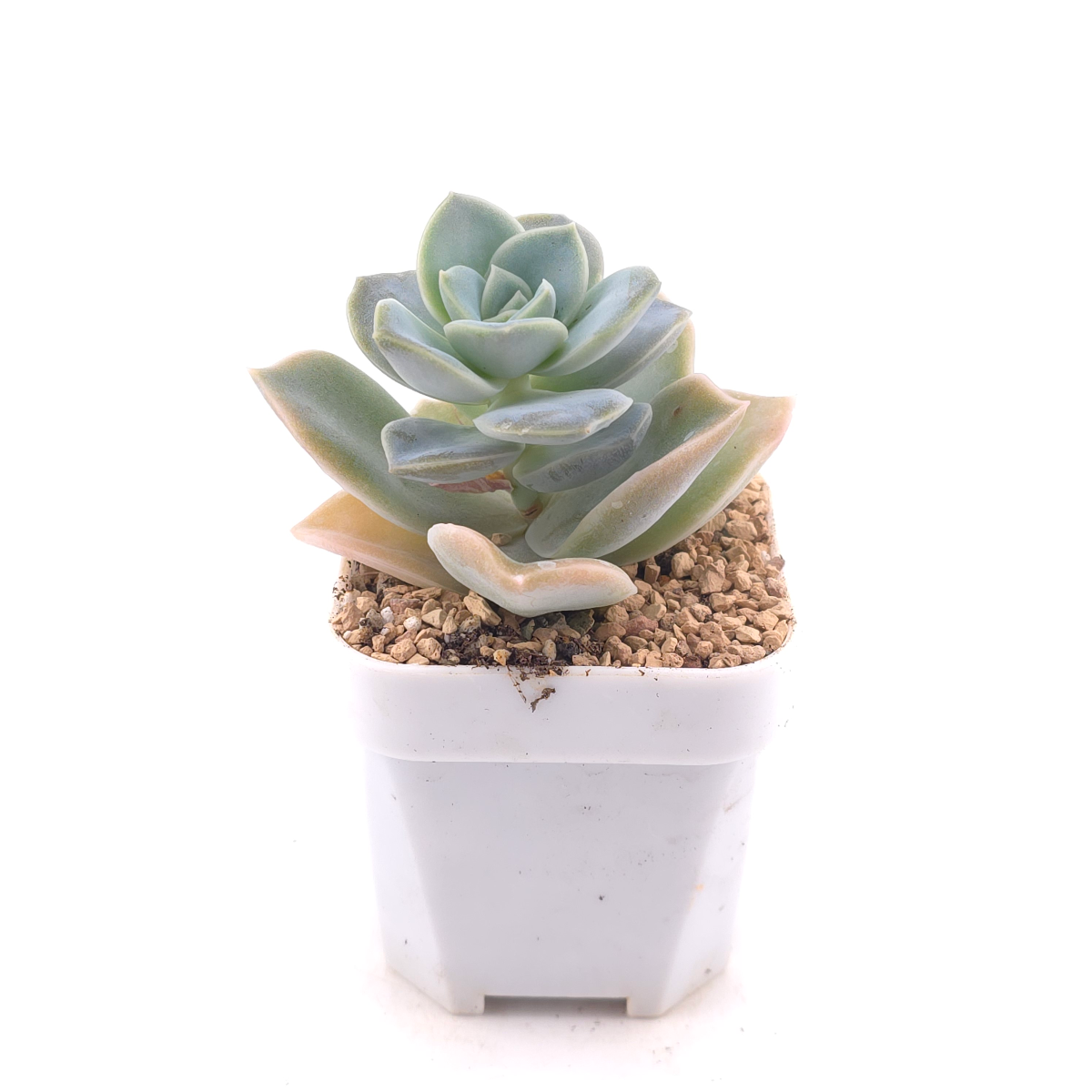 Graptoveria ‘Lovely Rose’ | 可愛玫瑰 thumbnail 3