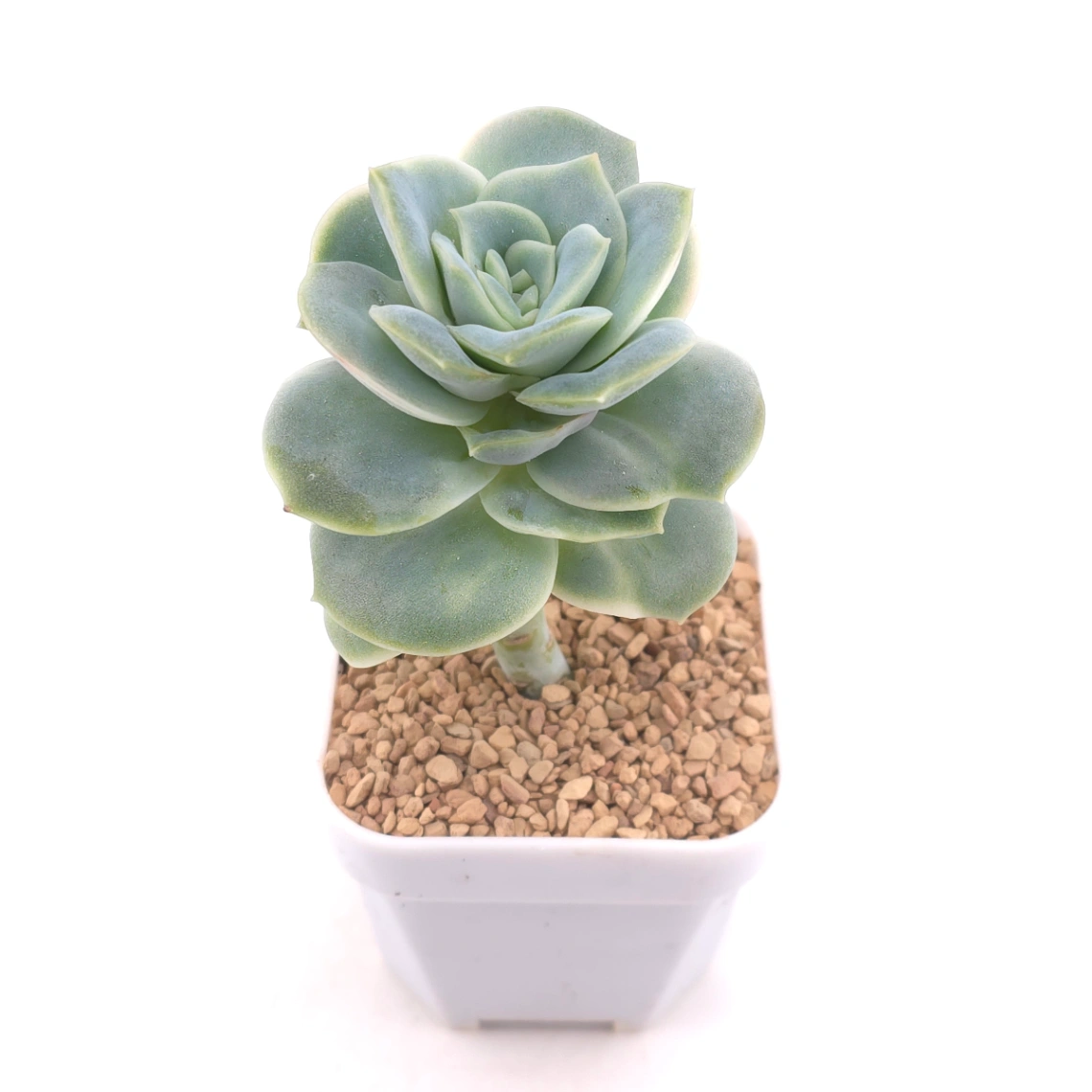 Graptoveria ‘Lovely Rose’ | 可愛玫瑰 thumbnail 2