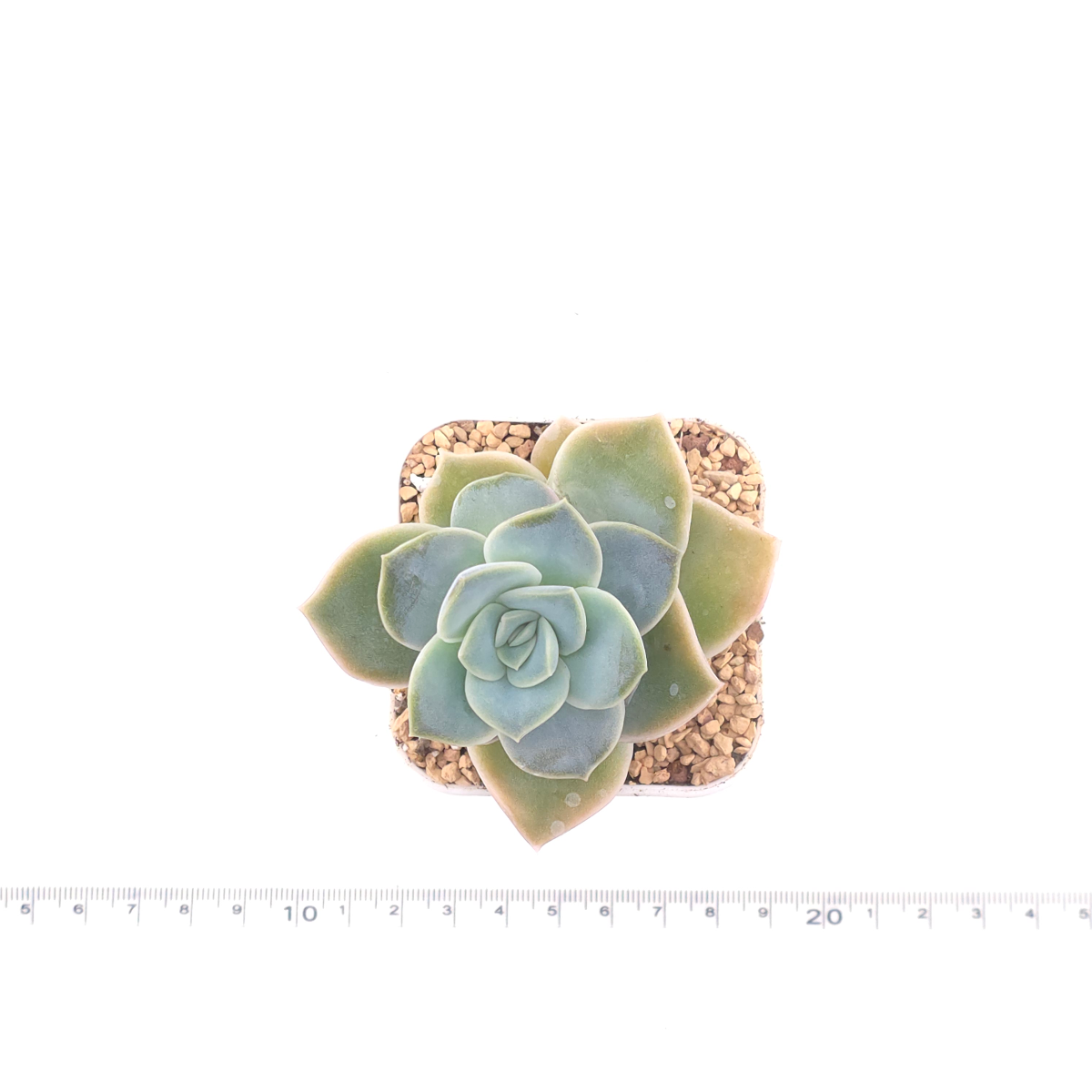 Graptoveria ‘Lovely Rose’ | 可愛玫瑰 thumbnail 4