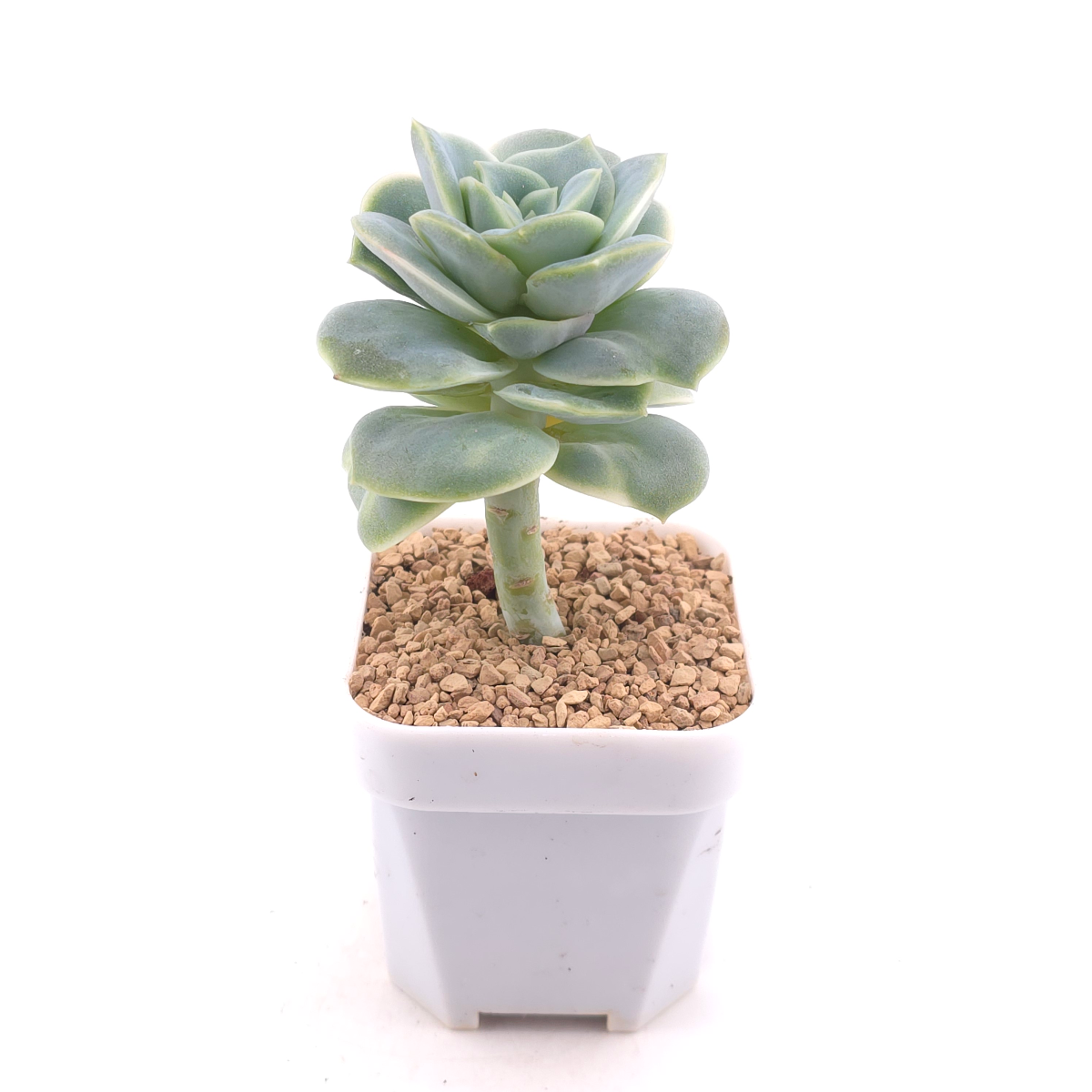 Graptoveria ‘Lovely Rose’ | 可愛玫瑰 thumbnail 3