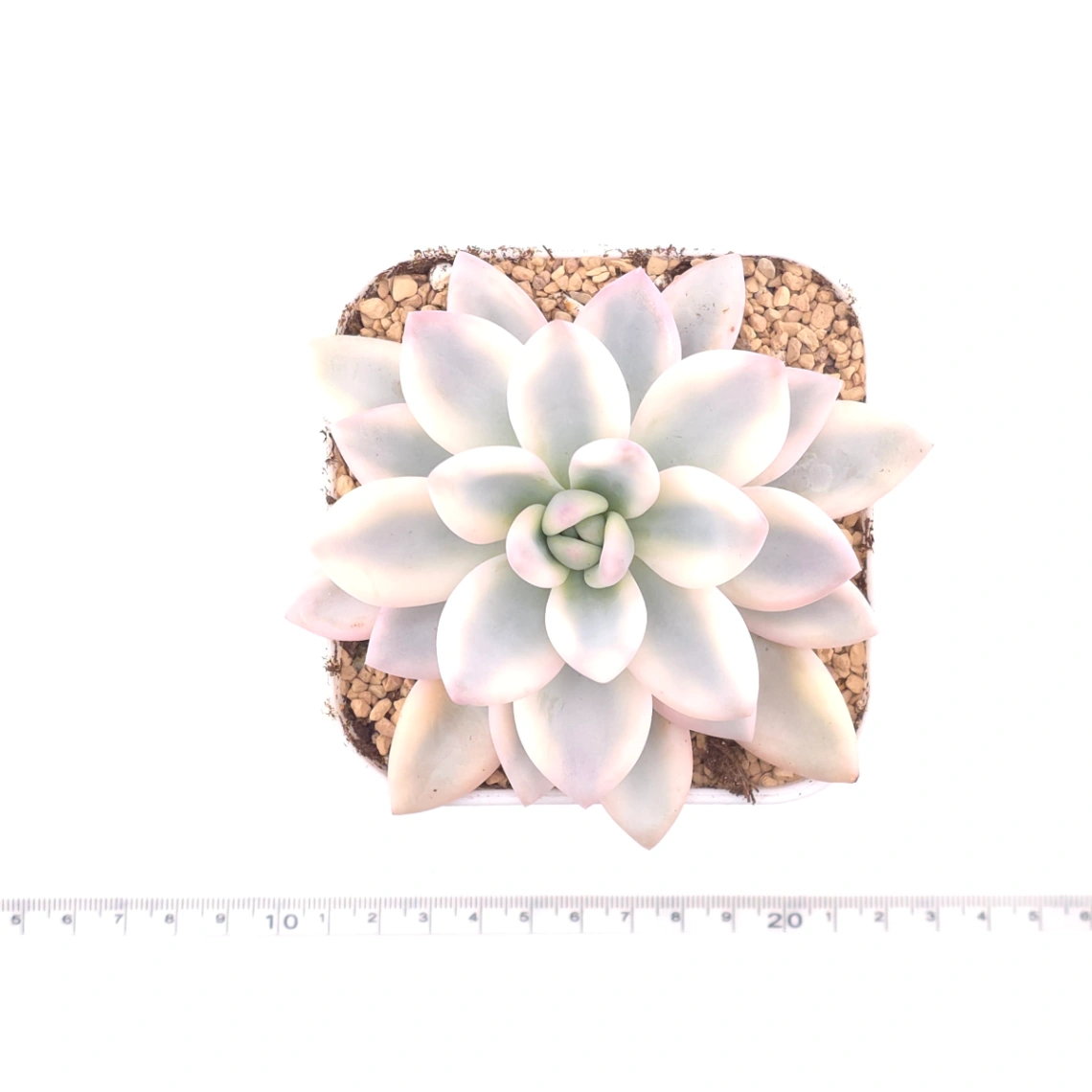 Graptoveria ‘Opalina’ variegated | 奥普琳娜錦 thumbnail 4