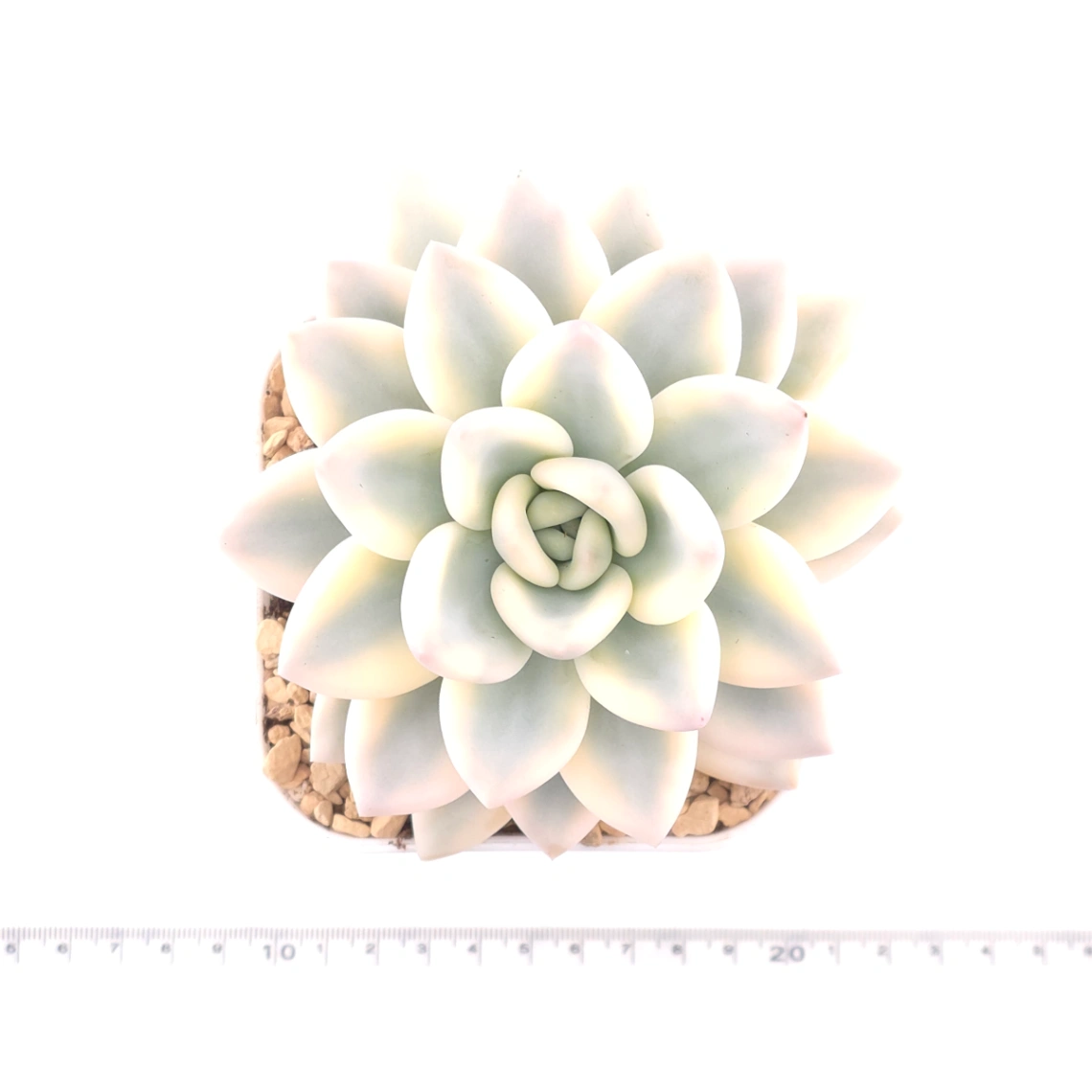 Graptoveria ‘Opalina’ variegated | 奥普琳娜錦 thumbnail 4