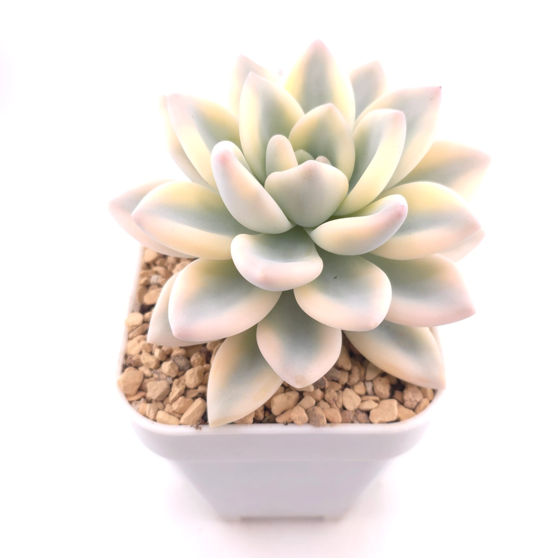 Graptoveria ‘Opalina’ variegated | 奥普琳娜錦 thumbnail 2