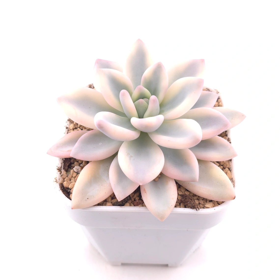 Graptoveria ‘Opalina’ variegated | 奥普琳娜錦 thumbnail 2