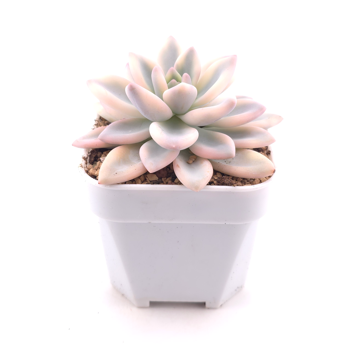 Graptoveria ‘Opalina’ variegated | 奥普琳娜錦 thumbnail 3