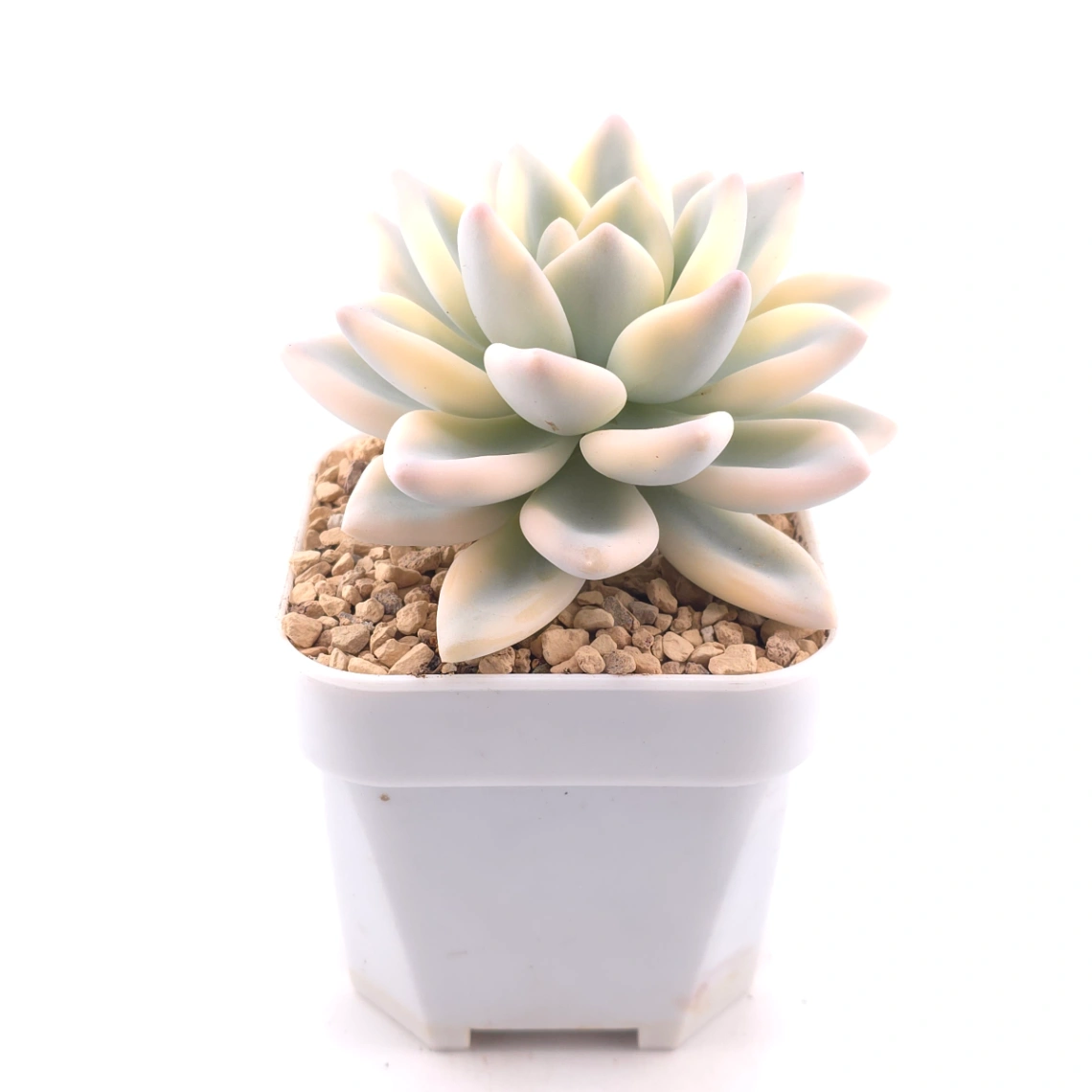 Graptoveria ‘Opalina’ variegated | 奥普琳娜錦 thumbnail 3