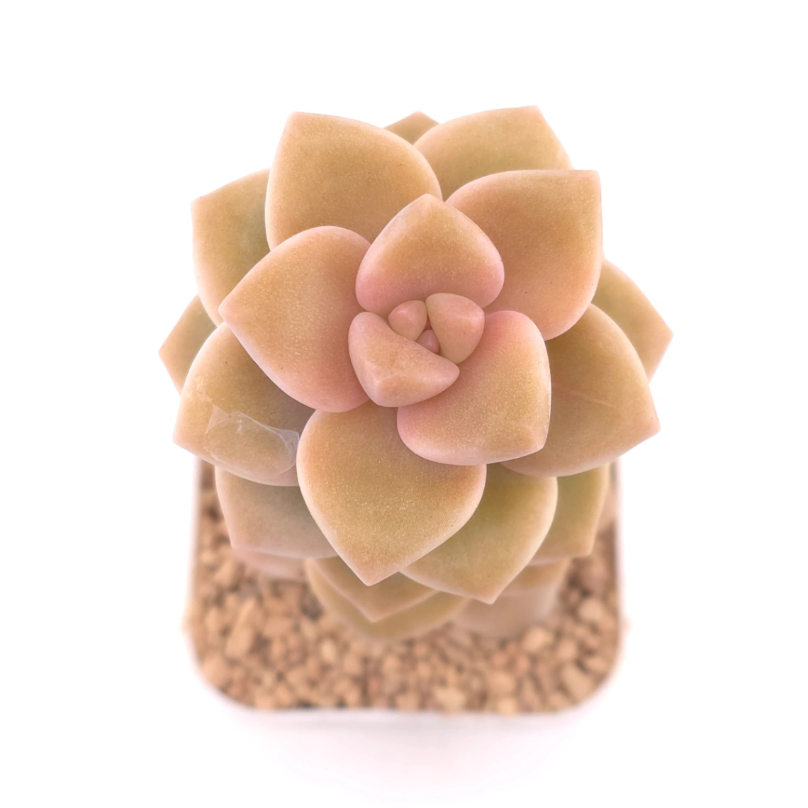 Graptoveria ‘Titubans’ / ‘Apricot Beauty’ | 美杏 thumbnail 2