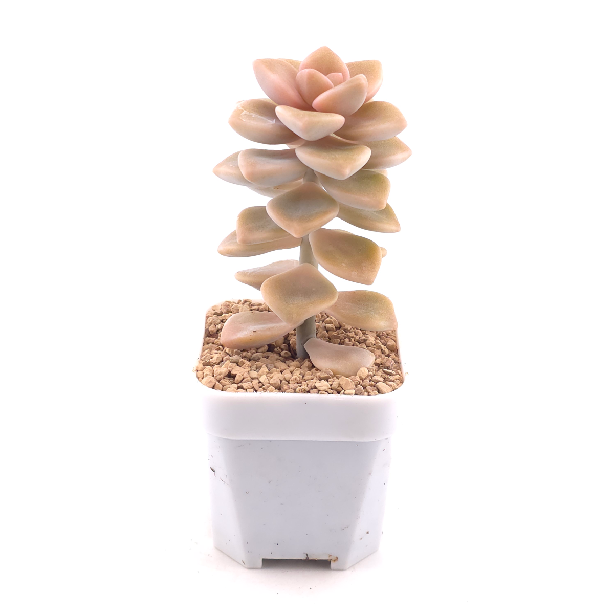 Graptoveria ‘Titubans’ / ‘Apricot Beauty’ | 美杏 thumbnail 3